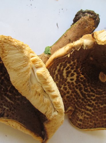 BEDLA OSTROŠUPINNÁ (Lepiota aspera) FOTO: Petr Mužák, 22.-24.9.2017