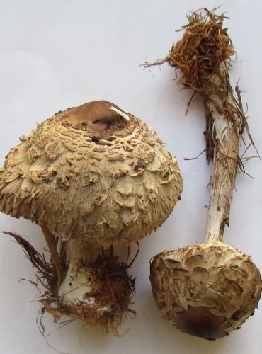 BEDLA ŠEDOHNĚDÁ (Chlorophyllum olivieri) FOTO: Petr Mužák, 22.-24.9.2017