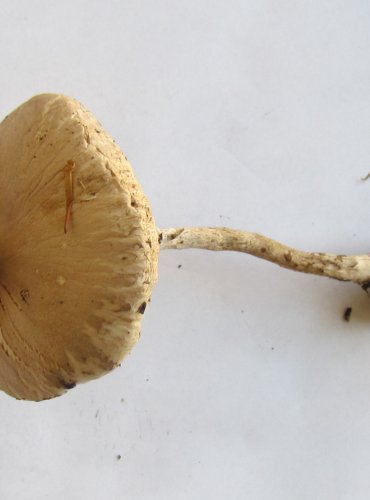 BEDLA ÚTLÁ (Macrolepiota mastoidea) FOTO: Petr Mužák, 22.-24.9.2017