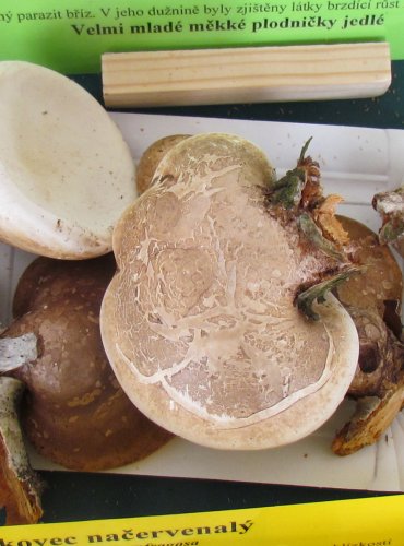 BŘEZOVNÍK OBECNÝ (Piptoporus betulinus) FOTO: Petr Mužák, 22.-24.9.2017