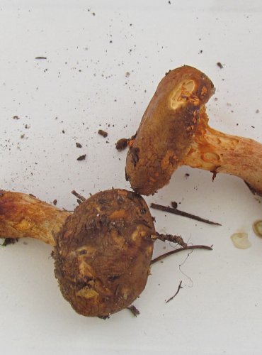 ČECHRATKA PODVINUTÁ (Paxillus involutus) FOTO: Petr Mužák, 22.-24.9.2017