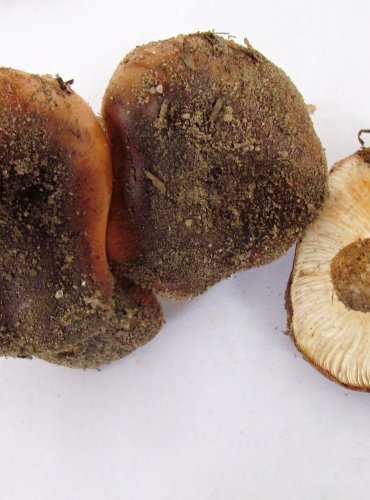 ČIRŮVKA BĚLOHNĚDÁ (Tricholoma albobrunneum) zapsána v Červeném seznamu hub (makromycetů) České republiky v kategorii NT – téměř ohrožený druh, FOTO: Petr Mužák, 22.-24.9.2017