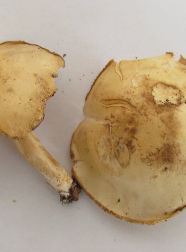 ČIRŮVKA BÍLÁ (Tricholoma album) FOTO: Petr Mužák, 22.-24.9.2017