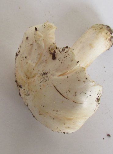 ČIRŮVKA HOLUBIČÍ (Tricholoma columbetta) FOTO: Petr Mužák, 22.-24.9.2017
