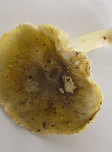 ČIRŮVKA ODLIŠNÁ (Tricholoma sejunctum) FOTO: Petr Mužák, 22.-24.9.2017