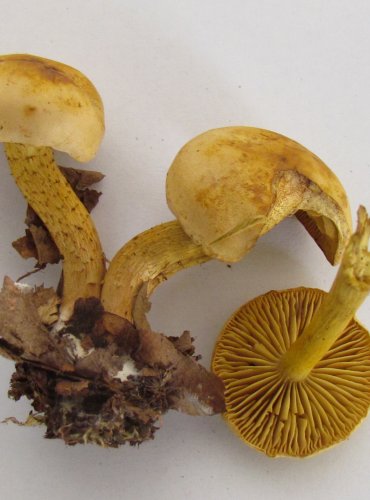 ČIRŮVKA SÍROŽLUTÁ (Tricholoma sulphureum) FOTO: Petr Mužák, 22.-24.9.2017