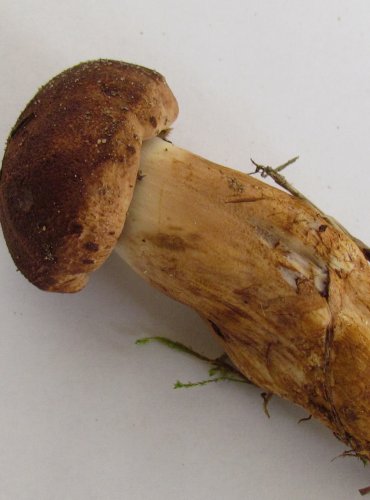 ČIRŮVKA STŘECHOVITÁ (Tricholoma imbricatum) FOTO: Petr Mužák, 22.-24.9.2017