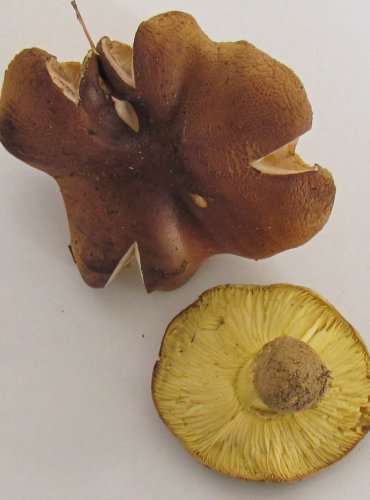 ČIRŮVKA ZELÁNKA (Tricholoma equestre) FOTO: Petr Mužák, 22.-24.9.2017