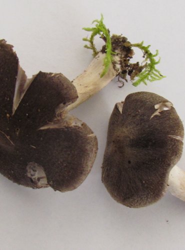 ČIRŮVKA ZEMNÍ (Tricholoma terreum) FOTO: Petr Mužák, 22.-24.9.2017