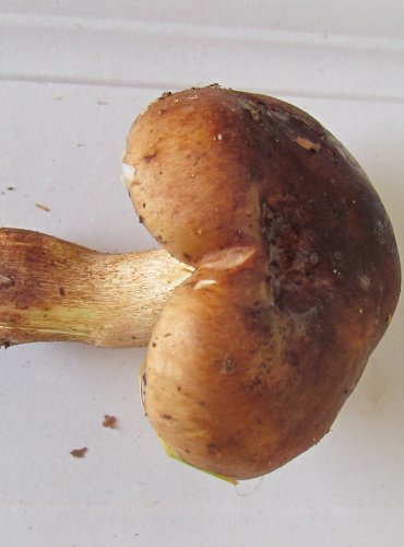 ČIRŮVKA ŽLUTOHNĚDÁ (Tricholoma fulvum) FOTO: Petr Mužák, 22.-24.9.2017