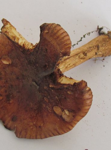 ČIRŮVKA ŽLUTOHNĚDÁ (Tricholoma fulvum) FOTO: Petr Mužák, 22.-24.9.2017
