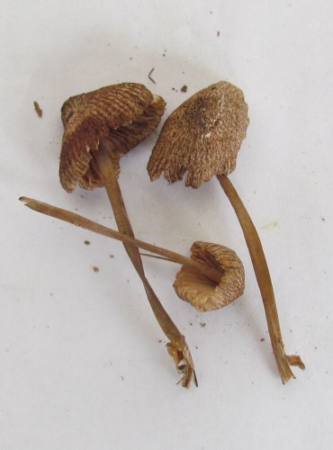 HELMOVKA (Mycena sp.) blíže neurčená, FOTO: Petr Mužák, 22.-24.9.2017