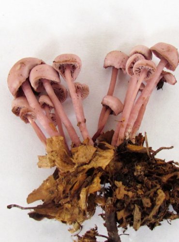HELMOVKA DVOJVONNÁ (Mycena diosma) zapsána v Červeném seznamu hub (makromycetů) České republiky v kategorii NT – téměř ohrožený druh, FOTO: Petr Mužák, 22.-24.9.2017