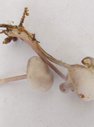 HELMOVKA ŘEDKVIČKOVÁ (Mycena pura) FOTO: Petr Mužák, 22.-24.9.2017