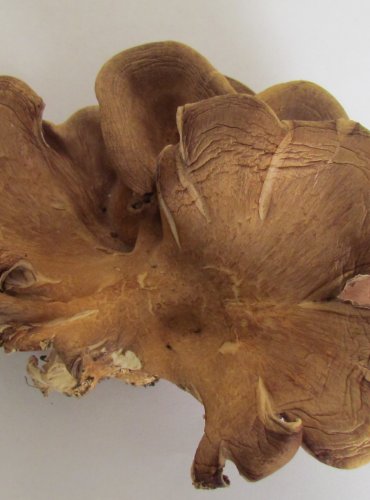 HLÍVA ÚSTŘIČNÁ (Pleurotus ostreatus) FOTO: Petr Mužák, 22.-24.9.2017
