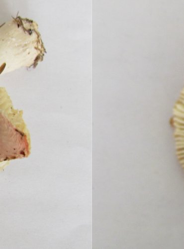 HOLUBINKA BŘEZOVÁ (BŘEZOMILNÁ) Russula betularum, FOTO: Petr Mužák, 22.-24.9.2017