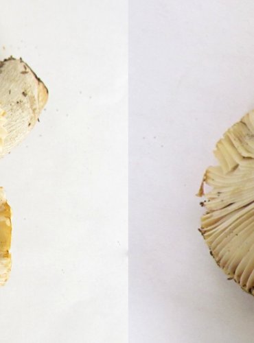 HOLUBINKA HLÍNOŽLUTÁ (Russula ochroleuca) FOTO: Petr Mužák, 22.-24.9.2017