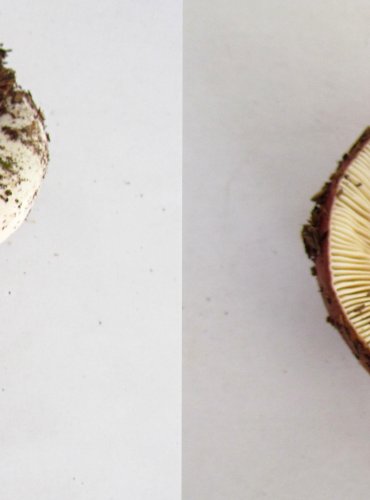 HOLUBINKA JAHODOVÁ (Russula paludosa) FOTO: Petr Mužák, 22.-24.9.2017