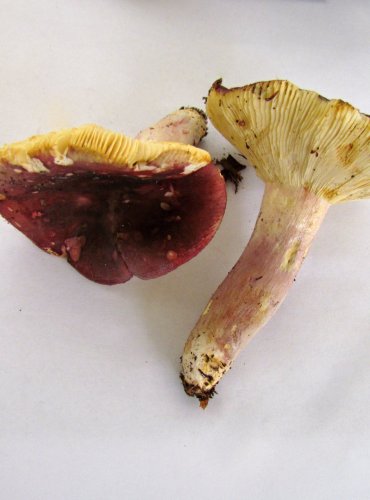 HOLUBINKA JÍZLIVÁ (Russula sardonia) FOTO: Petr Mužák, 22.-24.9.2017