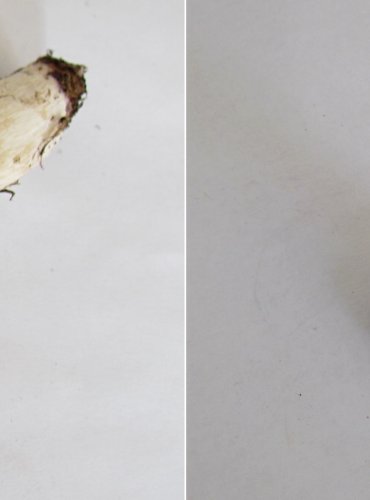 HOLUBINKA KŘEHKÁ (Russula fragilis) FOTO: Petr Mužák, 22.-24.9.2017
