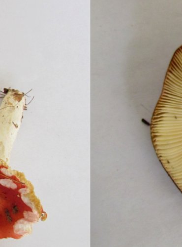 HOLUBINKA LESNÍ (Russula silvestris) FOTO: Petr Mužák, 22.-24.9.2017