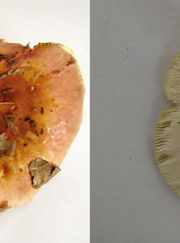 HOLUBINKA MANDLOVÁ (Russula vesca) FOTO: Petr Mužák, 22.-24.9.2017