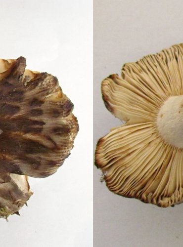 HOLUBINKA SESTERSKÁ (Russula sororia) FOTO: Petr Mužák, 22.-24.9.2017