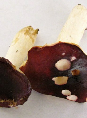HOLUBINKA TMAVOČERVENÁ (Russula atrorubens) FOTO: Petr Mužák, 22.-24.9.2017