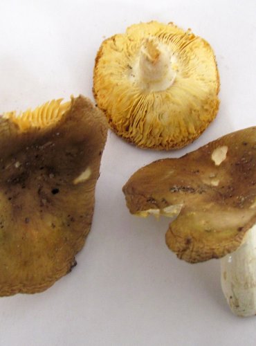 HOLUBINKA NAOLIVOVĚLÁ (Russula olivascens) zapsána v Červeném seznamu hub (makromycetů) České republiky v kategorii VU – zranitelný druh, FOTO: Petr Mužák, 22.-24.9.2017