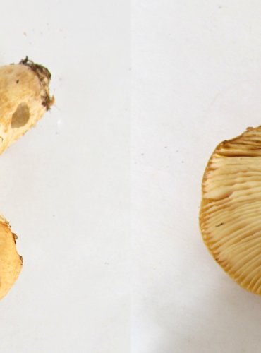 HOLUBINKA ŽLUČOVÁ (Russula fellea) FOTO: Petr Mužák, 22.-24.9.2017