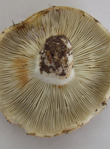 HOLUBINKA AKVAMARÍNOVÁ (Russula chloroides) FOTO: Petr Mužák, 22.-24.9.2017