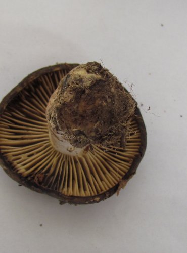 HOLUBINKA ČERNAJÍCÍ (Russula nigricans) FOTO: Petr Mužák, 22.-24.9.2017