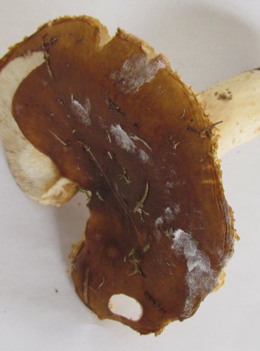 HOLUBINKA KOLČAVÍ (Russula mustelina) FOTO: Petr Mužák, 22.-24.9.2017