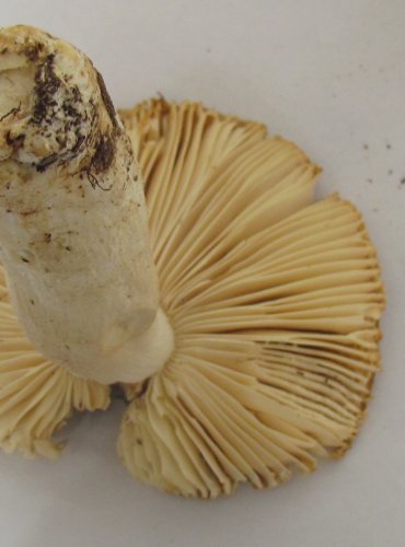 HOLUBINKA KOLČAVÍ (Russula mustelina) FOTO: Petr Mužák, 22.-24.9.2017