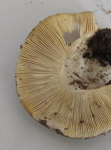 HOLUBINKA NAMODRALÁ (Russula cyanoxantha) FOTO: Petr Mužák, 22.-24.9.2017