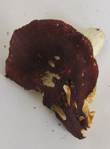 HOLUBINKA RÉVOVÁ (Russula xerampelina) FOTO: Petr Mužák, 22.-24.9.2017