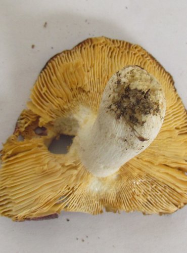 HOLUBINKA RÉVOVÁ (Russula xerampelina) FOTO: Petr Mužák, 22.-24.9.2017