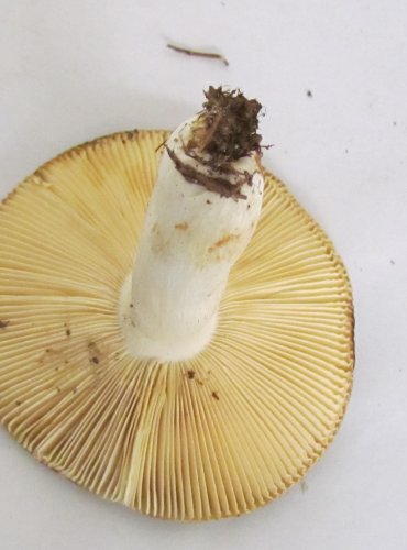 HOLUBINKA TRÁVOZELENÁ (Russula aeruginea) FOTO: Petr Mužák, 22.-24.9.2017