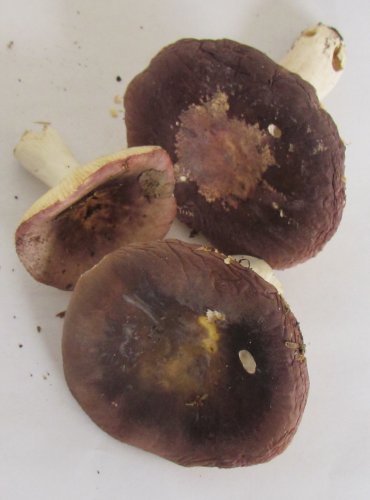 HOLUBINKA TURKOVÉ (Russula turci), nejmenší ze tří plodnic je HOLUBINKA KŘEHKÁ (Russula fragilis) FOTO: Petr Mužák, 22.-24.9.2017