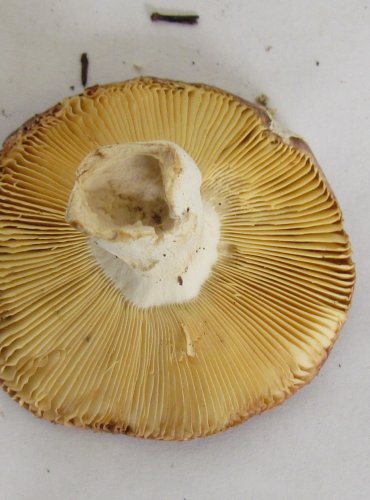 HOLUBINKA TURKOVÉ (Russula turci) FOTO: Petr Mužák, 22.-24.9.2017