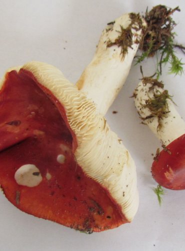 HOLUBINKA VRHAVKA (Russula emetica) FOTO: Petr Mužák, 22.-24.9.2017