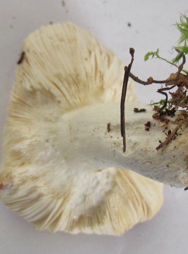 HOLUBINKA VRHAVKA (Russula emetica) FOTO: Petr Mužák, 22.-24.9.2017