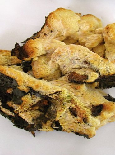 HROTNATKA ZÁPAŠNÁ (Sarcodontia setosa) zapsána v Červeném seznamu hub (makromycetů) České republiky v kategorii VU – zranitelný druh, FOTO: Petr Mužák, 22.-24.9.2017