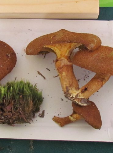 HŘIB DUTONOHÝ (Suillus cavipes) FOTO: Petr Mužák, 22.-24.9.2017