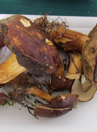 HŘIB HNĚDÝ (Boletus badius) FOTO: Petr Mužák, 22.-24.9.2017