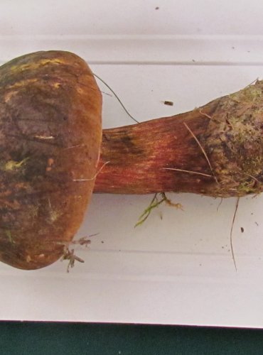 HŘIB KOVÁŘ (Neoboletus luridiformis) FOTO: Petr Mužák, 22.-24.9.2017