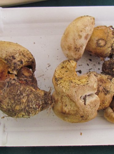 HŘIB MEDOTRPKÝ (Boletus radicans) FOTO: Petr Mužák, 22.-24.9.2017