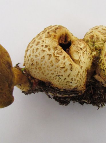 HŘIB PŘÍŽIVNÝ (Pseudoboletus parasiticus) VZÁCNÝ, FOTO: Petr Mužák, 22.-24.9.2017