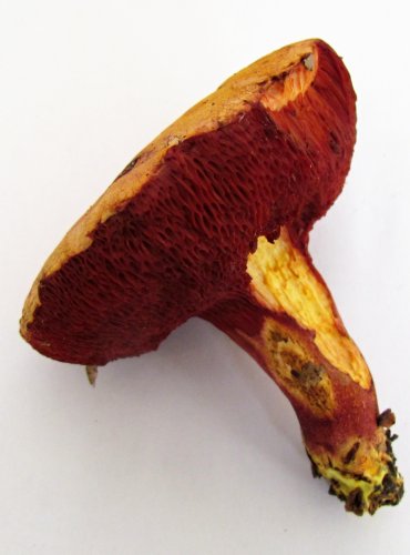 HŘIB RUBÍNOVÝ (Rubinoboletus rubinus) velmi vzácný, zapsán v Červeném seznamu hub (makromycetů) v kategorii EN – ohrožený druh, FOTO: Petr Mužák, 22.-24.9.2017
