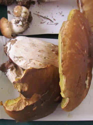 HŘIB SMRKOVÝ (Boletus edulis) FOTO: Petr Mužák, 22.-24.9.2017
